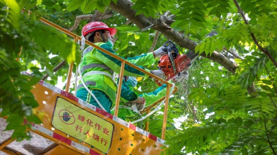 榆树政绿化工程招标公告