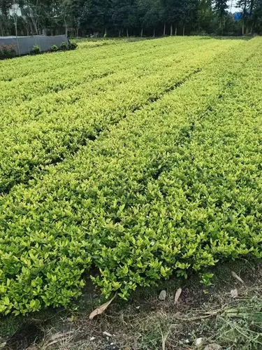 无土栽培应用于城市绿化